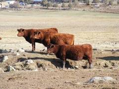 2010 L to R Two six year olds  ten year old cow 480R R  474R R  0K4R R