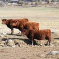 2010 L to R Two six year olds  ten year old cow 480R R  474R R  0K4R R