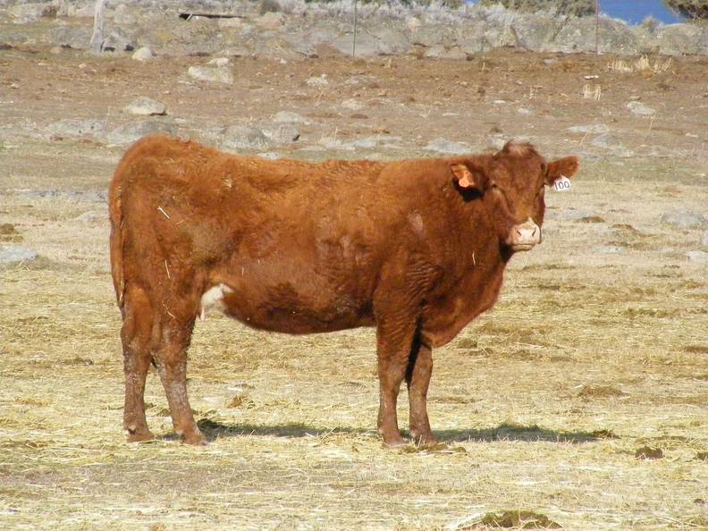 2010 Nine Year Old Cow 100W R.jpg