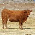 2010 Nine Year Old Cow 100W R