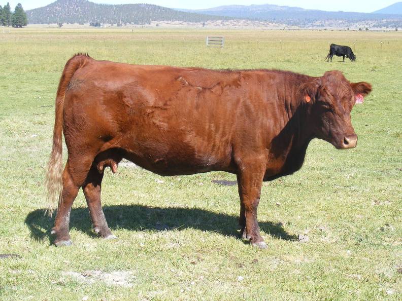 2010 Nine Year Old Cow 142R R 7.jpg