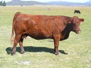 2010 Nine Year Old Cow 142R R 7