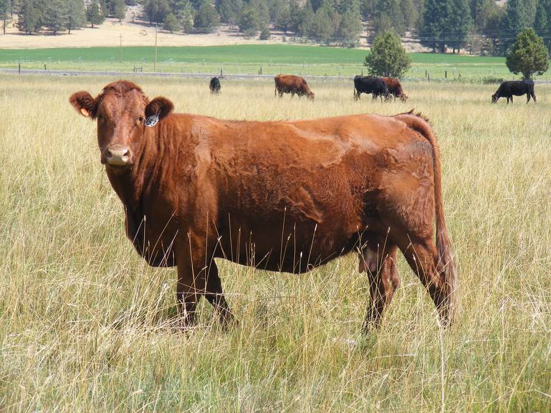 2010 Nine Year Old Cow 153W R.jpg