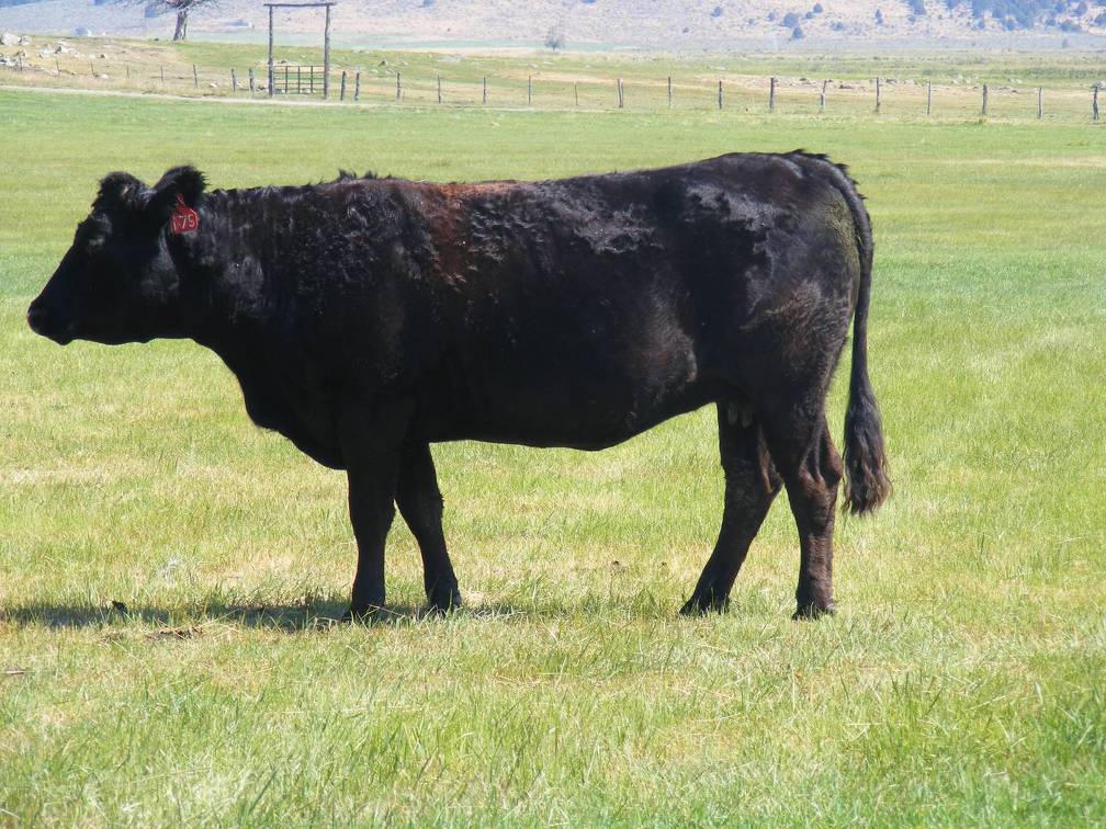 2010 Nine Year Old Fall Cow 175R B