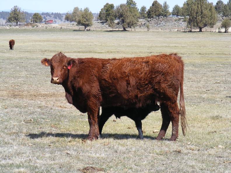 2010 Six Year Old Cow 445R R.jpg