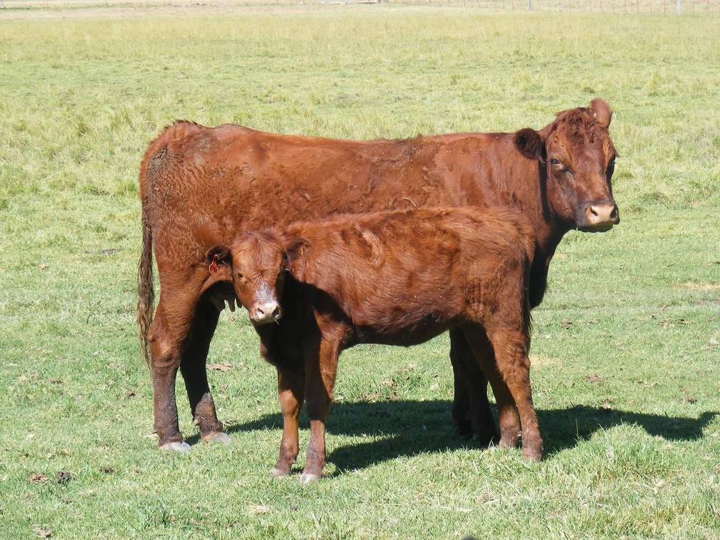 2010 Ten Year Old Cow 046R R