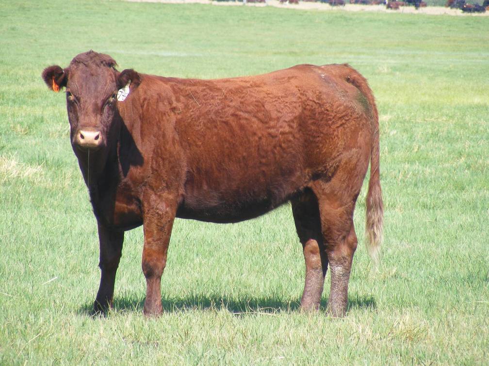 2010 Three Year Old Fall Cow 745W R