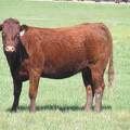 2010 Three Year Old Fall Cow 745W R