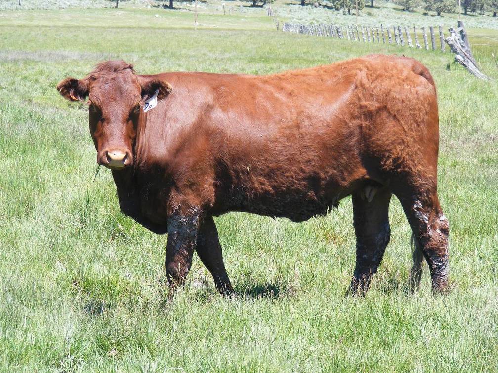 2010 Three Year Old Fall Cow 784W R