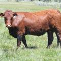 2010 Three Year Old Fall Cow 784W R.jpg