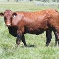 2010 Three Year Old Fall Cow 784W R