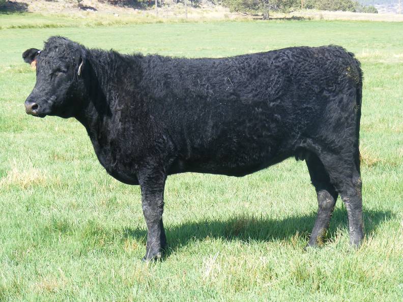 2010 Three Year Old Fall Cow 793W B 2.jpg