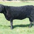 2010 Three Year Old Fall Cow 793W B 2