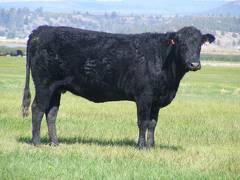 2010 Three Year Old Fall Cow 793W B