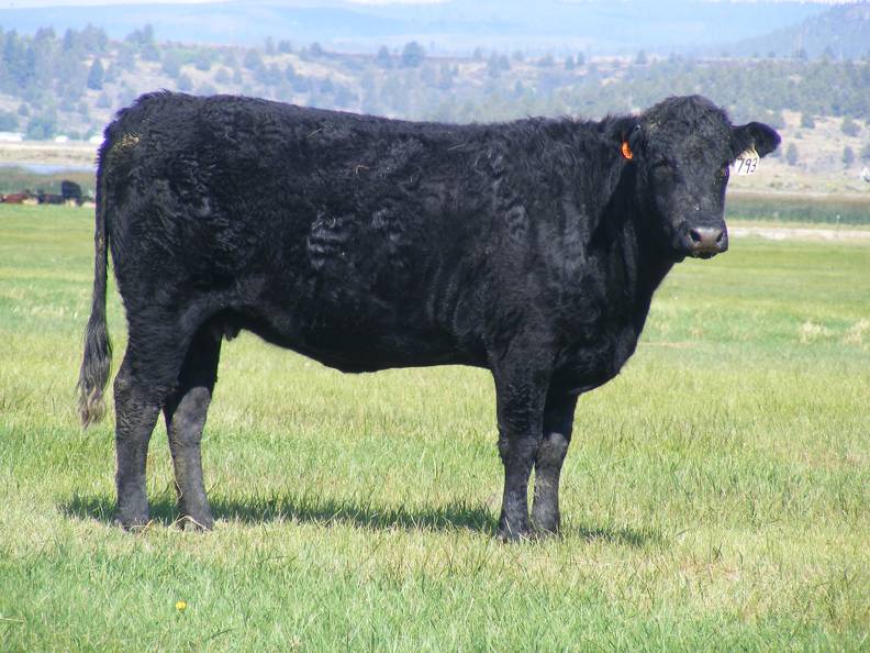 2010 Three Year Old Fall Cow 793W B