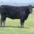 2010 Three Year Old Fall Cow 793W B