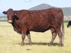 2010 Twelve Year Old Cow 803B R