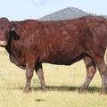 2010 Twelve Year Old Cow 803B R.jpg