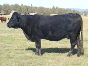 2011 Eight Year Old Cow 335W B