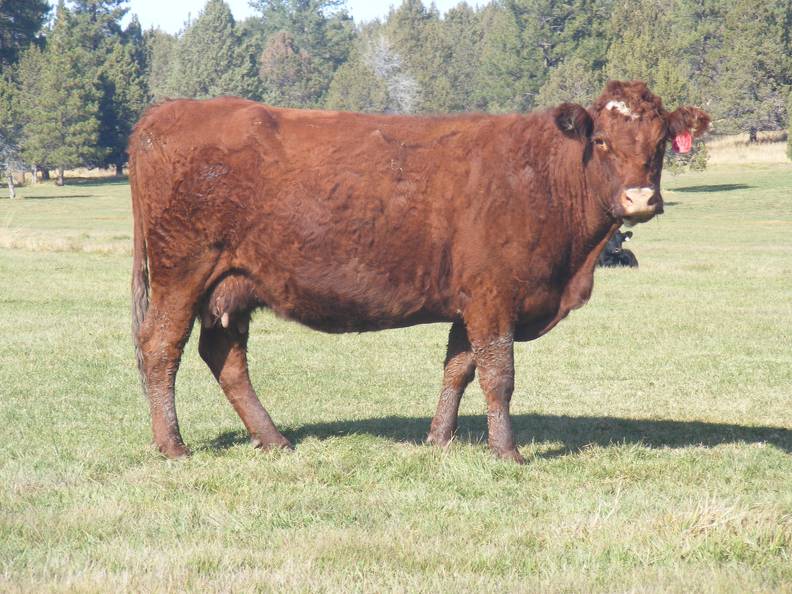 2011 Eleven Year Old Cow 042R RB