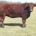 2011 Five Year Old Cow 616yR R.JPG