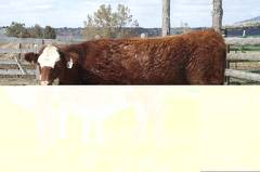 2010 Five Year Old Cow 631W RB  Irish