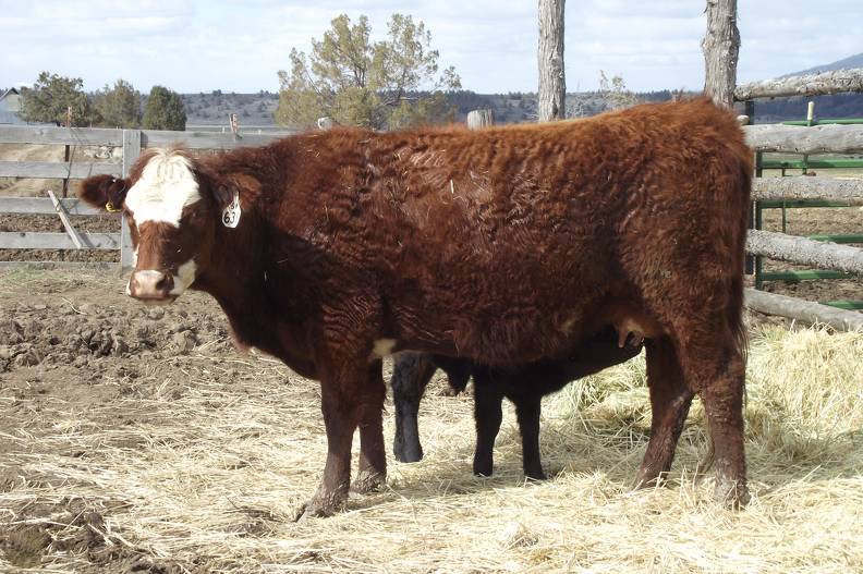 2011 Five Year Old Cow 631W RB  Irish.JPG