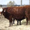 2010 Five Year Old Cow 631W RB  Irish