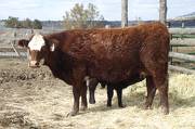 2010 Five Year Old Cow 631W RB  Irish