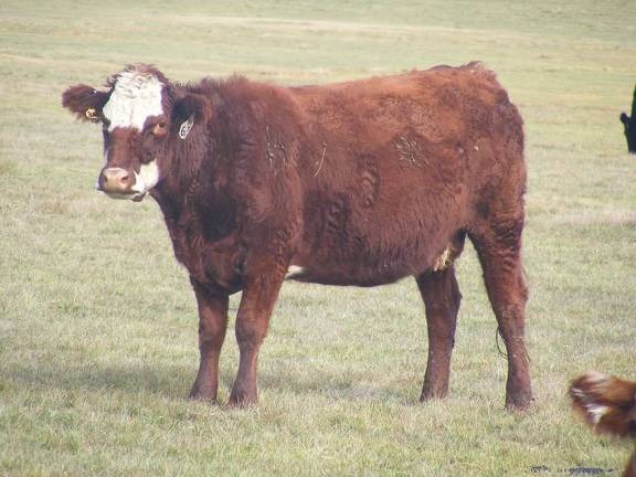 2011 Five Year Old Cow 631W RB Irish 2