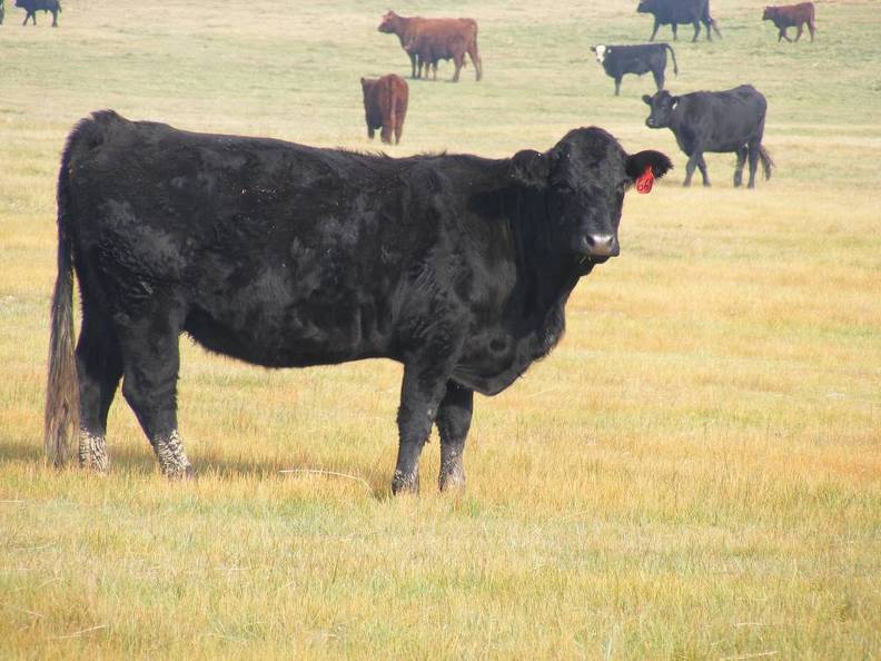 2011 Five year old cow 669R B.JPG