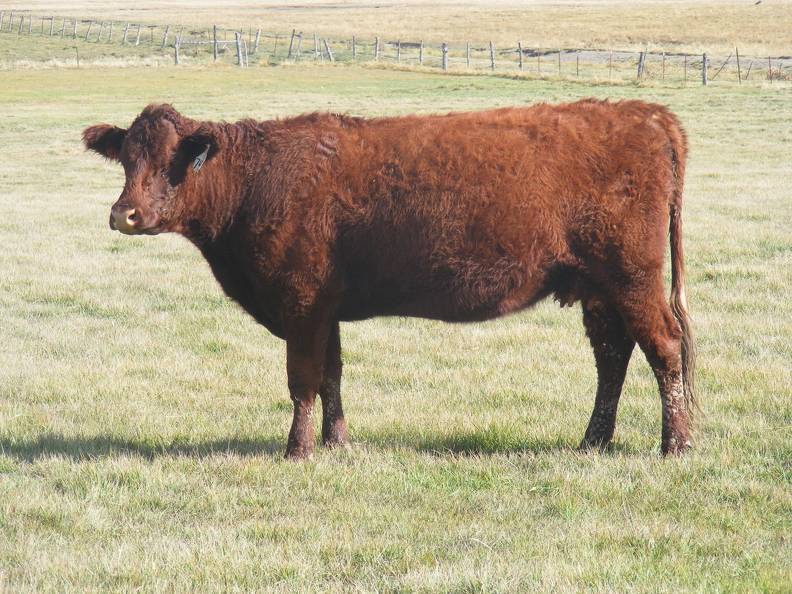 2011 Four Year Old Cow 742W R.JPG