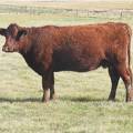2011 Four Year Old Cow 742W R