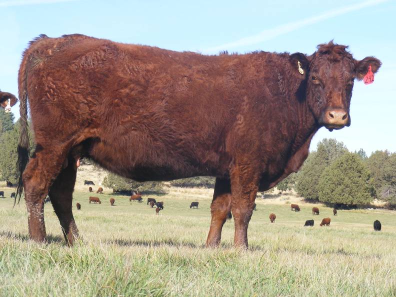 2011 Nine Year Old Cow 242R R.JPG