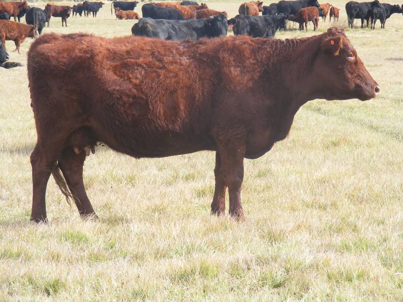 2011 Seven Year Old Cow 420R R.JPG