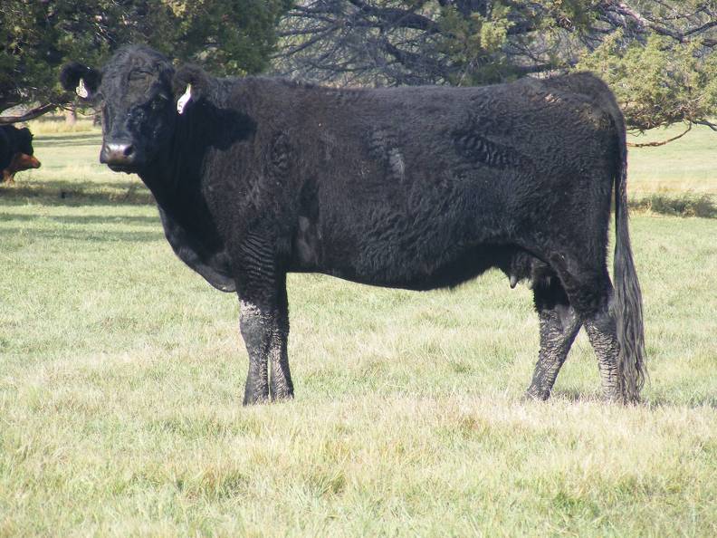 2011 Six Year Old Cow 551W B.JPG