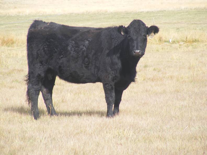 2011 Six Year Old Cow 559W B     Gail.JPG