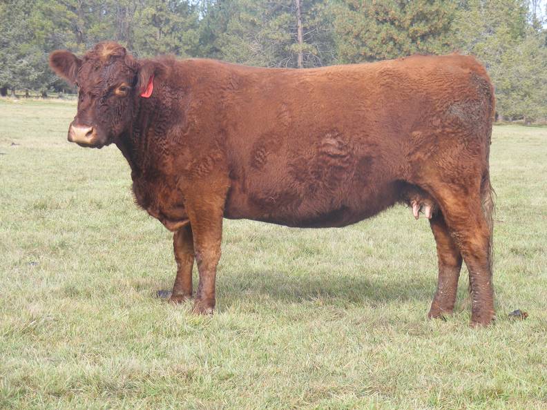 2011 Ten Year old Cow 111R R.JPG