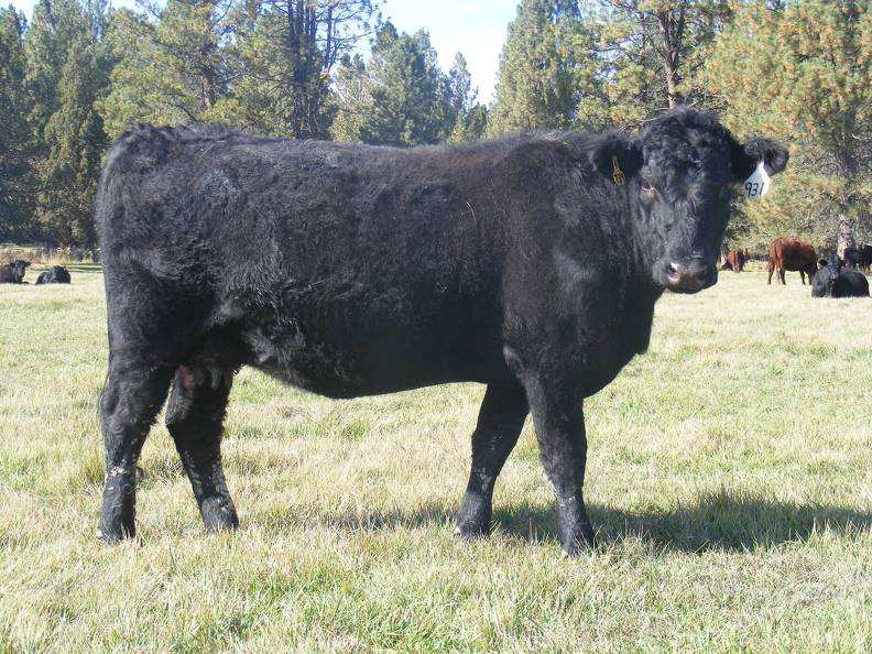 2011 Two Year Old Cow 931W B.JPG