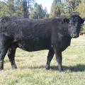 2011 Two Year Old Cow 931W B