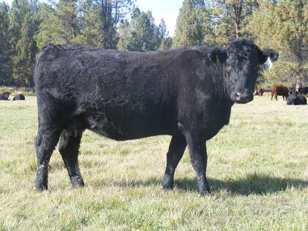 2011 Two Year Old Cow 931W B