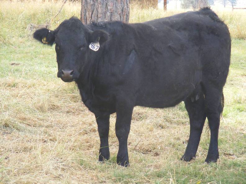 2011 Two Year Old Cow 967W B  Tippy.JPG