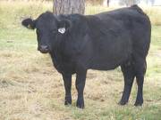 2011 Two Year Old Cow 967W B  Tippy