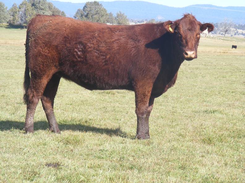 2011 Two Year Old Cow 971W R