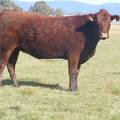2011 Two Year Old Cow 971W R