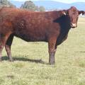2011 Two Year Old Cow 971W R.JPG