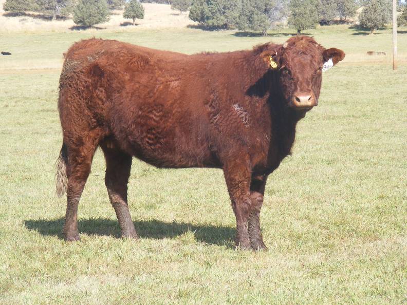 2011 Two Year Old Cow 990W R.JPG