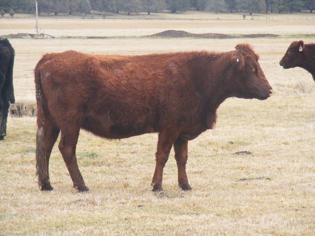 2014 Six Year Old Cow 818