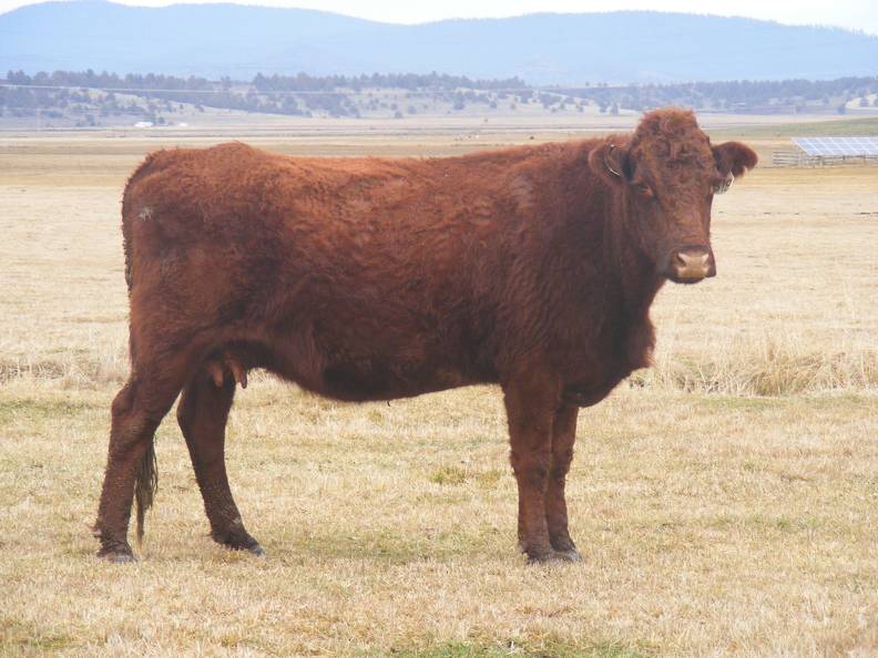 2014 Six Year Old Cow 818