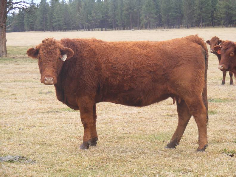 2014 Four Year Old Cow 3X